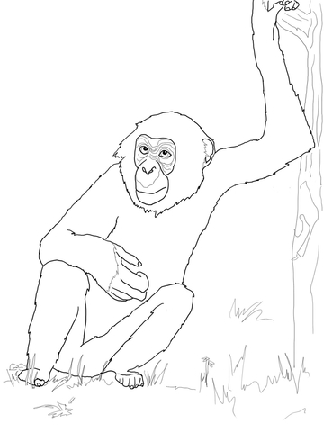 Bonobo Chimpanzee Coloring Page